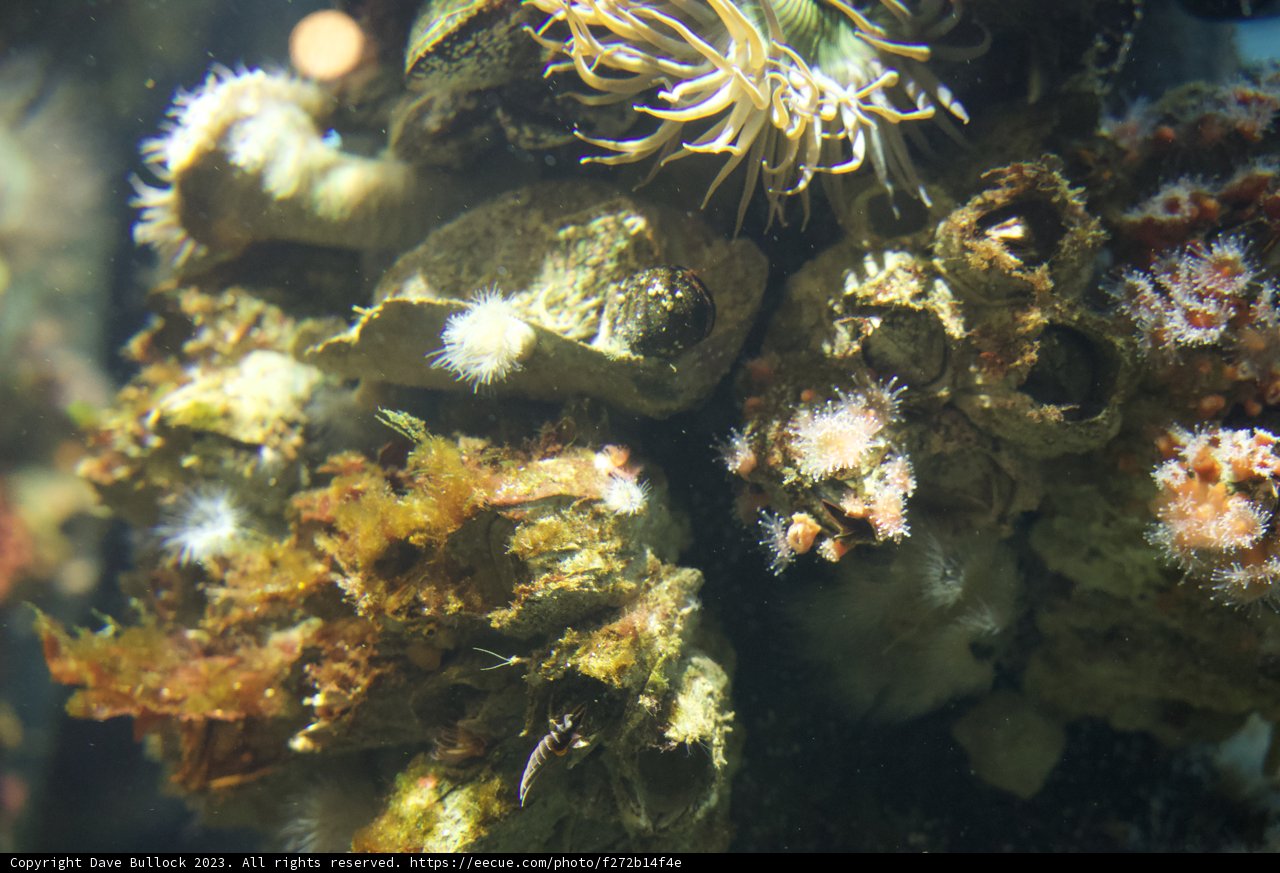 Colorful Symphony of Underwater Life