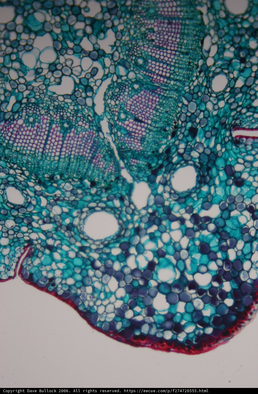 Cellular Beauty