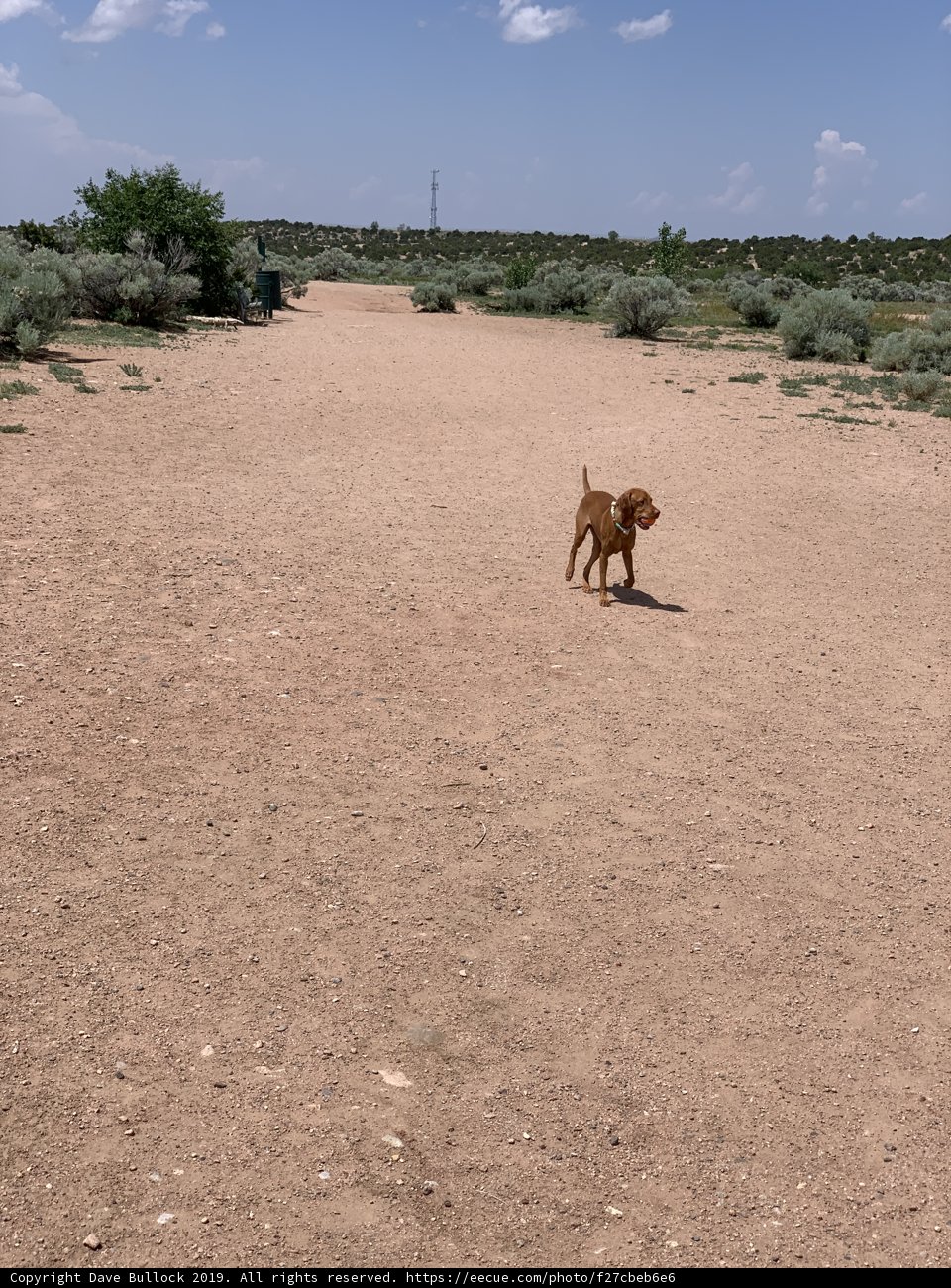 A Four-Legged Hike