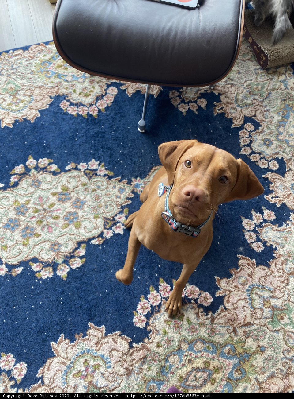 Canine Comfort in the Living Room