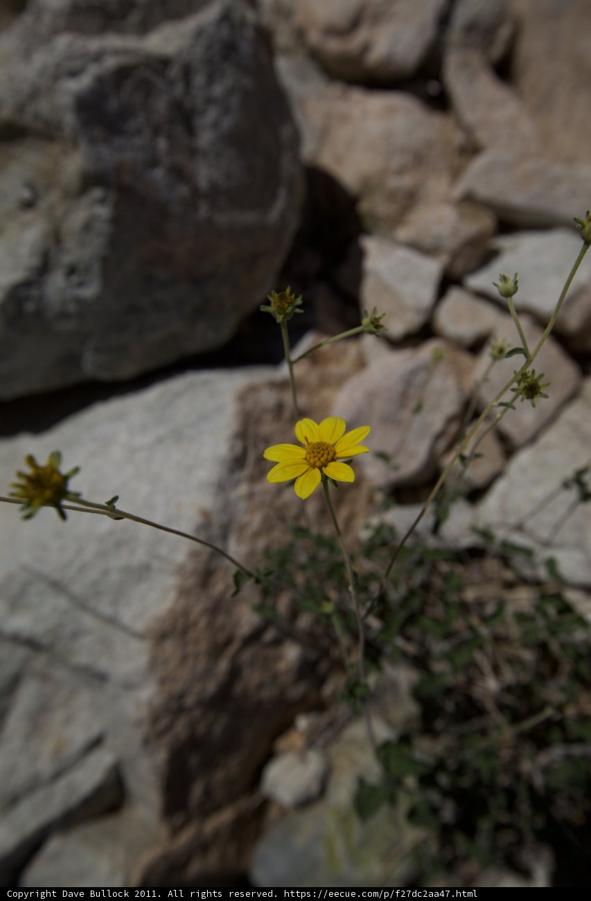 Sunny Daisy Among the Rocks