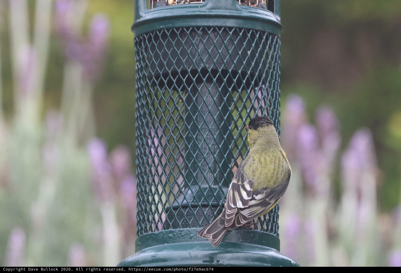 Lesser Goldfinch Perched at Backyard Bird Feeder