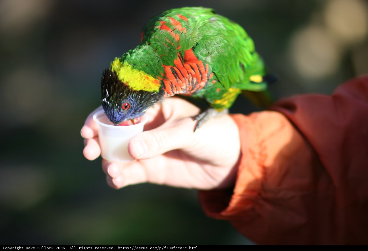 Enjoying a Colorful Companion