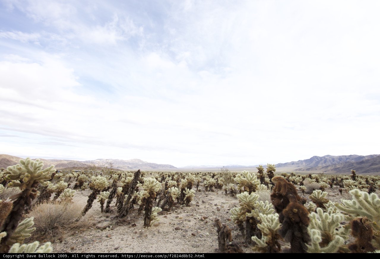 Majestic Desert