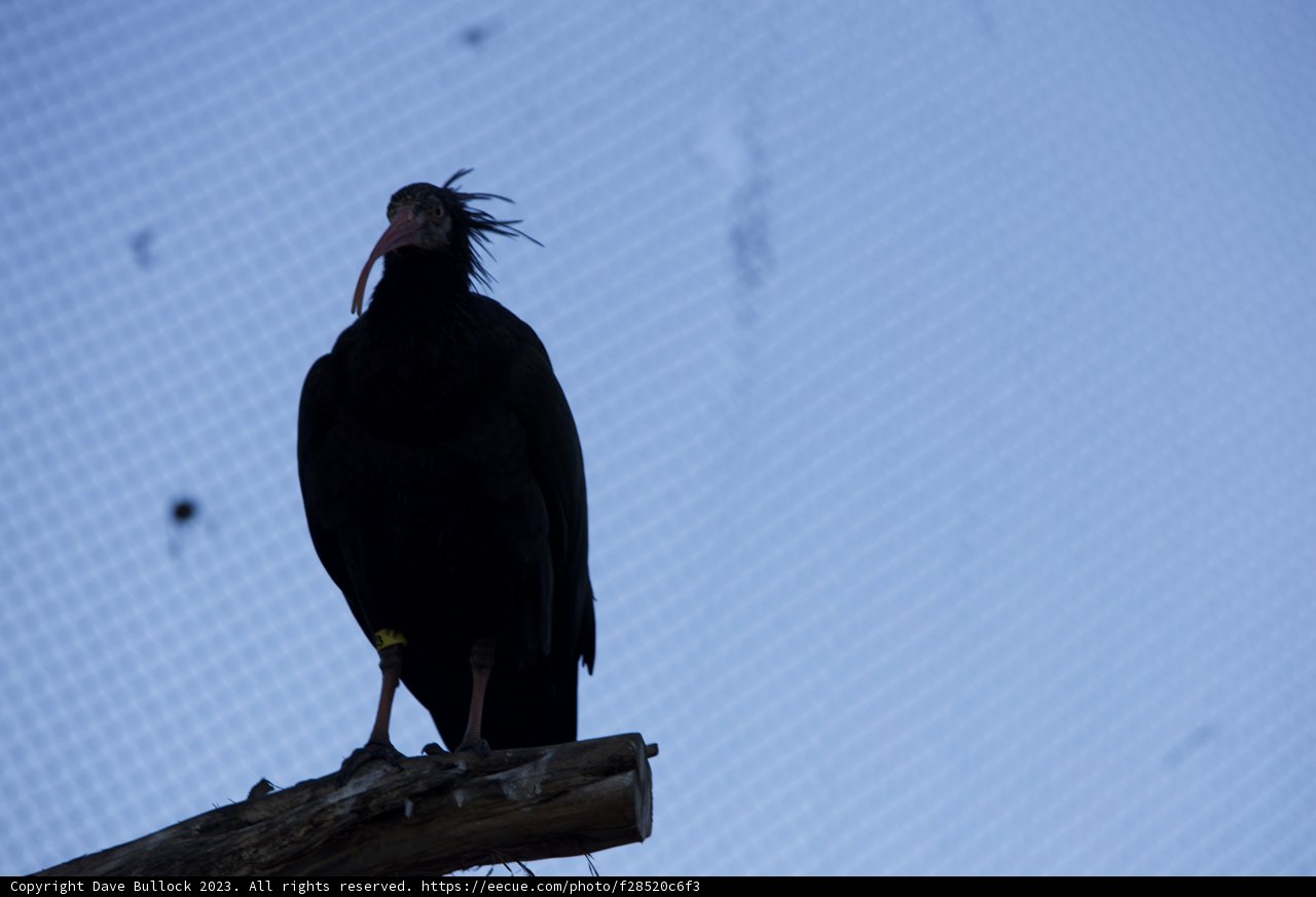 Majestic Blackwing Visitor at SF Zoo