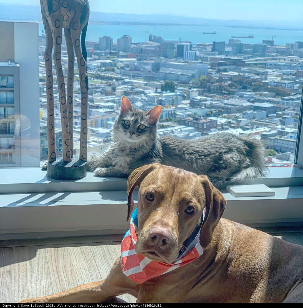 Urban Pets