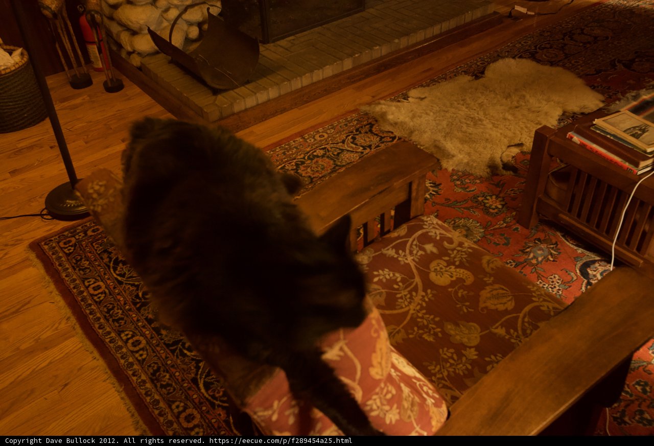 Feline Relaxation on Hardwood