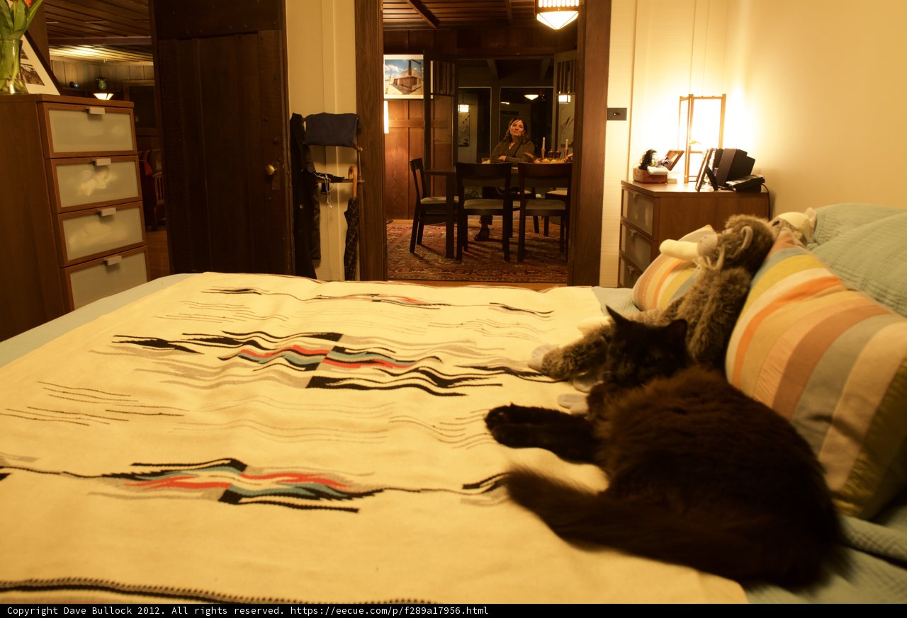 Cozy Cat Nap