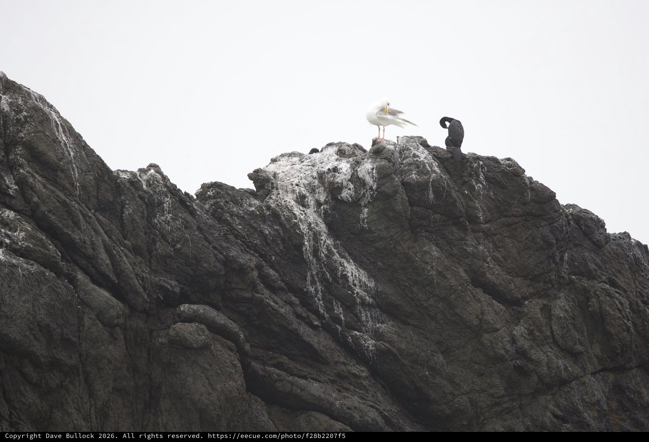 Seagull and Cormorant Perched on Rocky Sea Cliff
