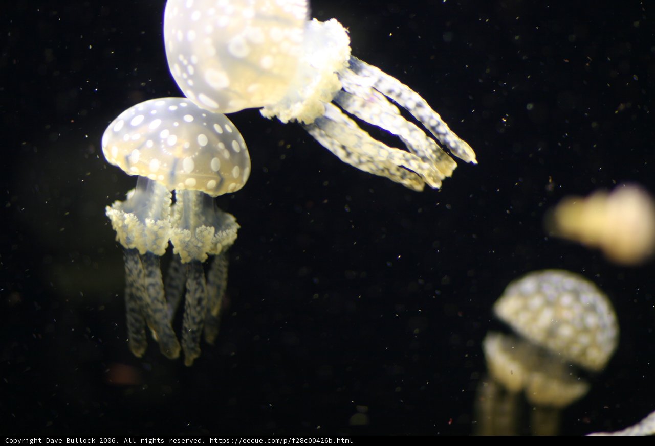 Graceful Jellyfish Dance