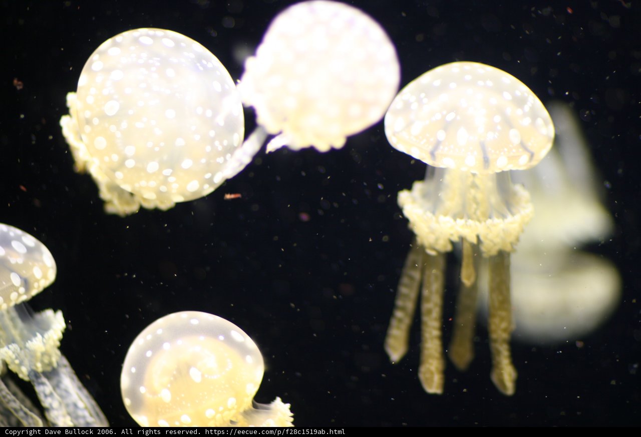 Sea Life Serenade