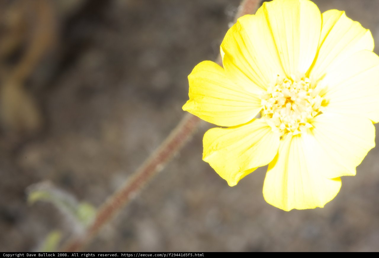 A Dazzling Daisy Basks in the Desert Sun