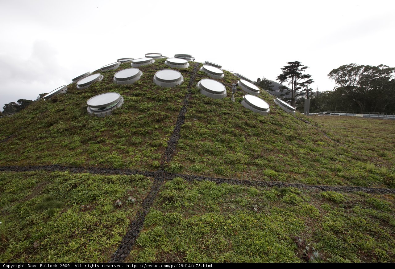 Green Roof with Circular Holes