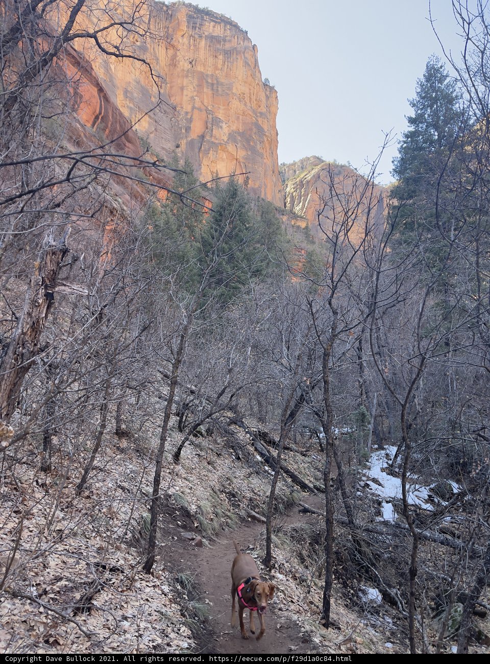 Canine Adventure in Coconino National Forest