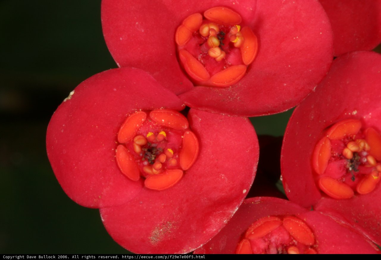 Red Blossoms with Yellow Centers