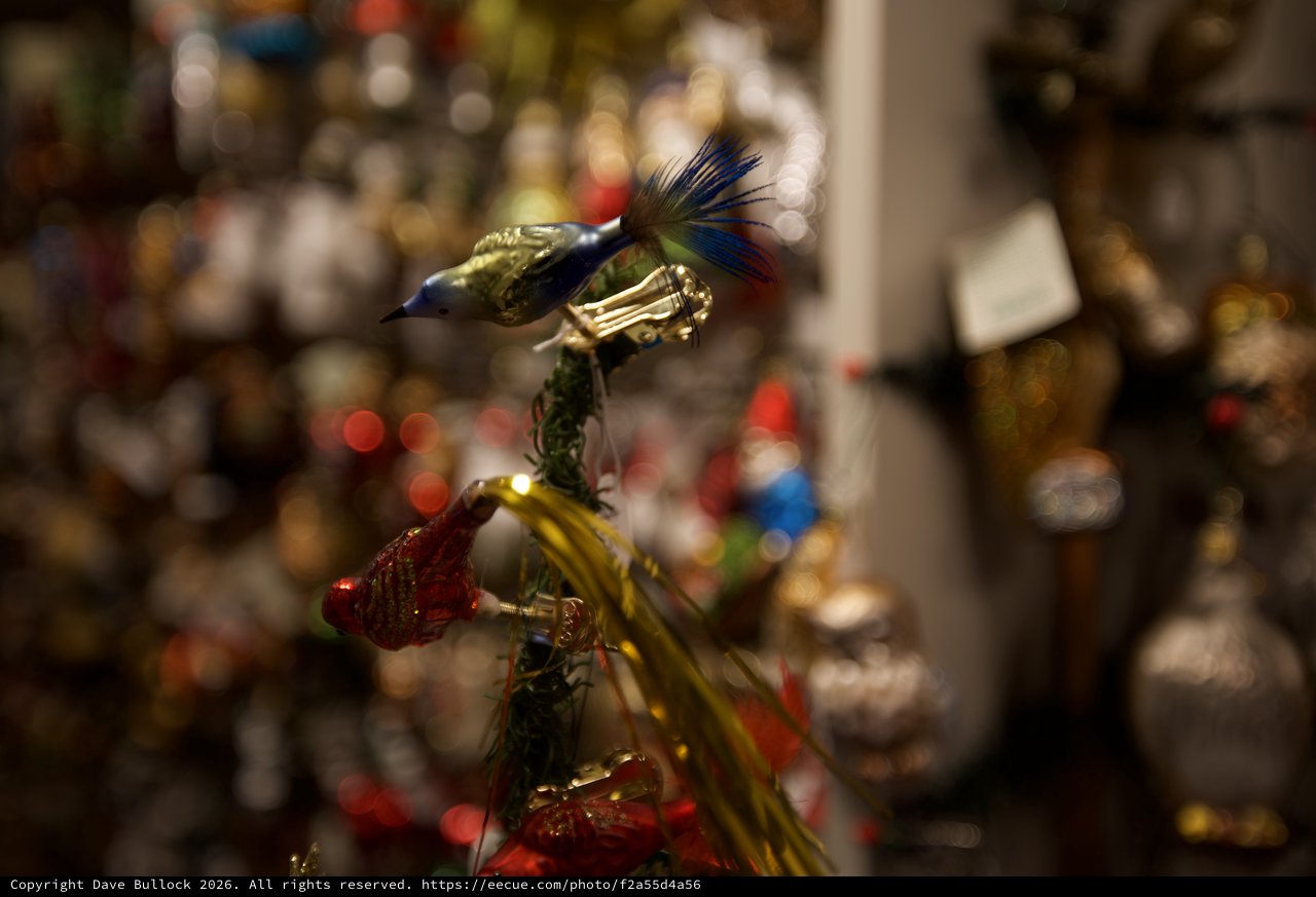 Ornamental Birds with Feathered Plumes on Display