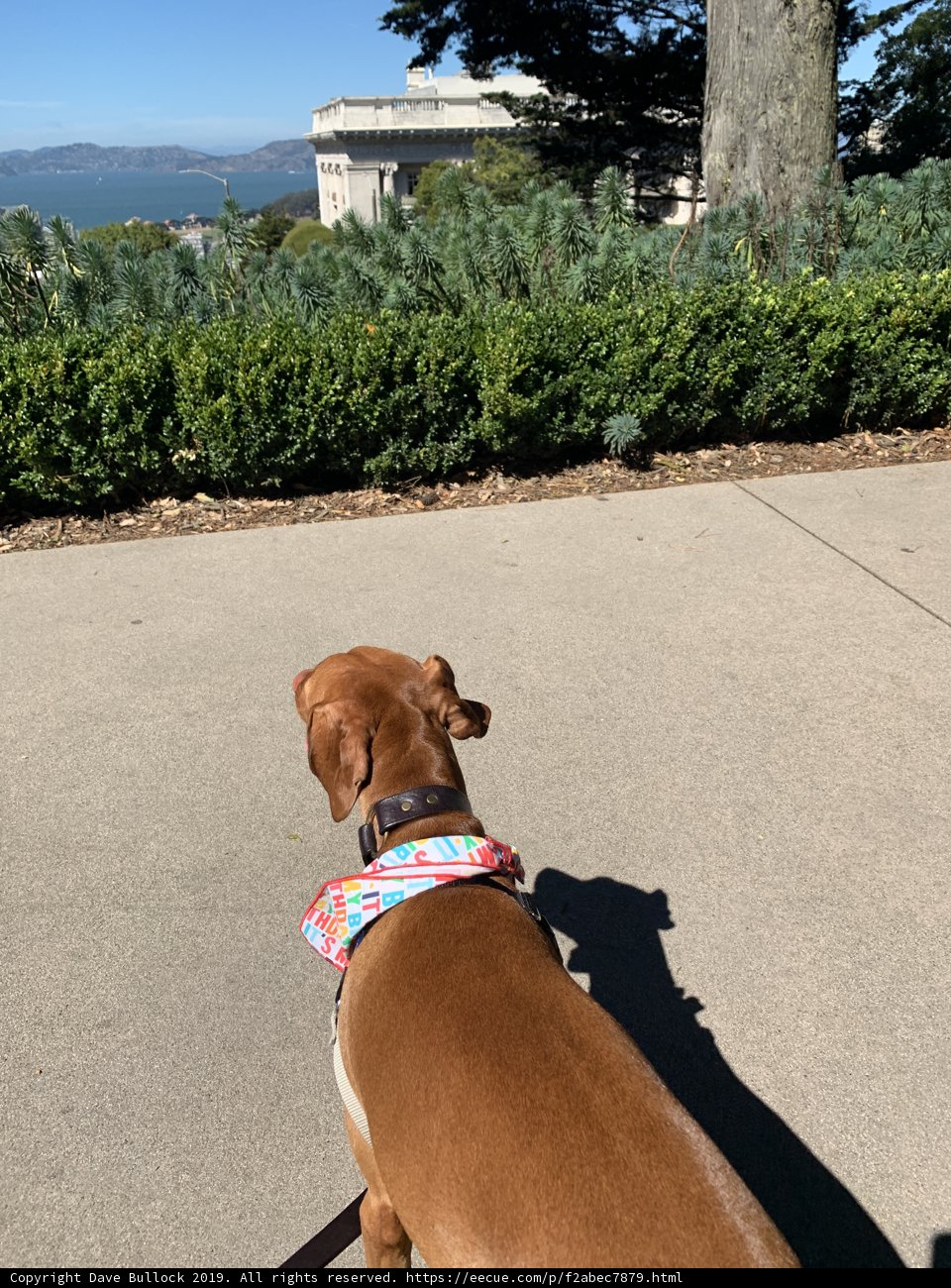 Ocean Gazing Pup