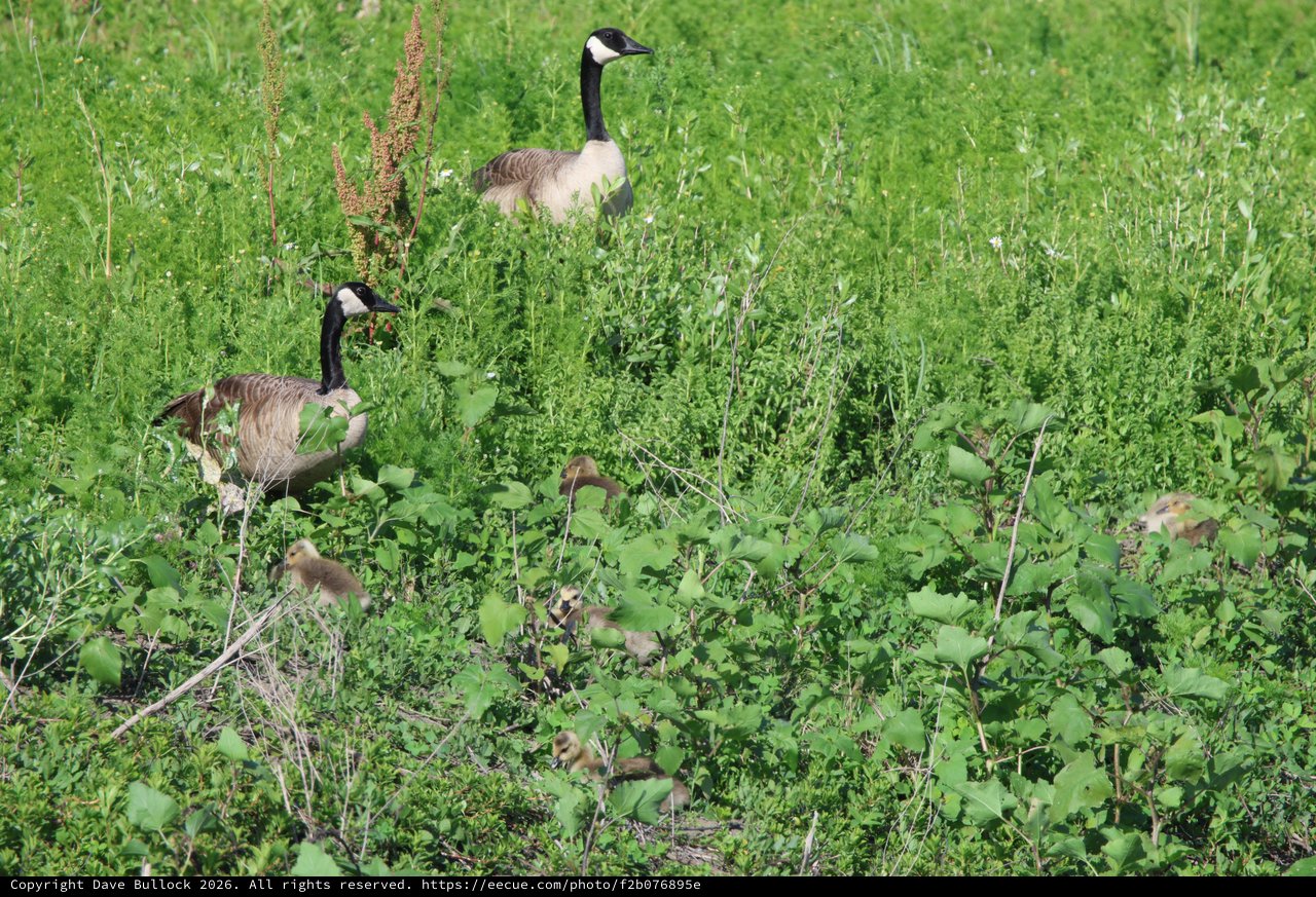 Canada Goose Family Foraging in Spring Wetland Grassland