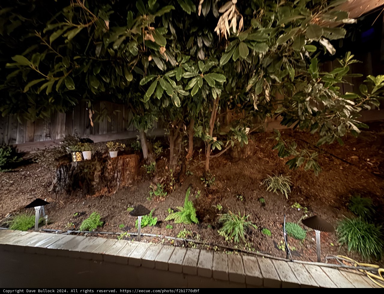 Enchanted Evening Grove