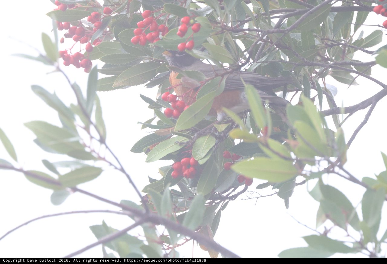 Robin Feeding on Red Berries in Winter