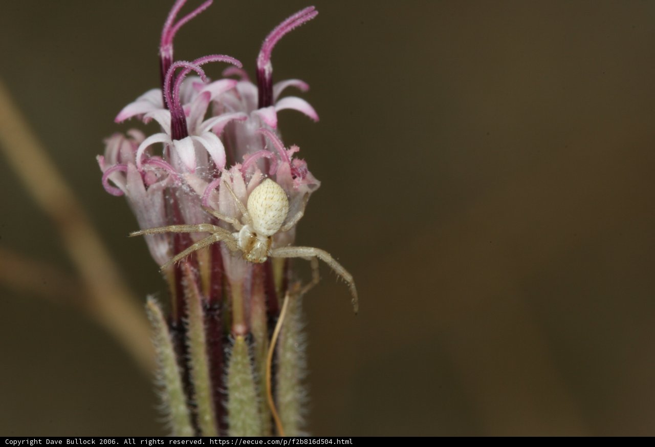 Garden Spider on a Daisy