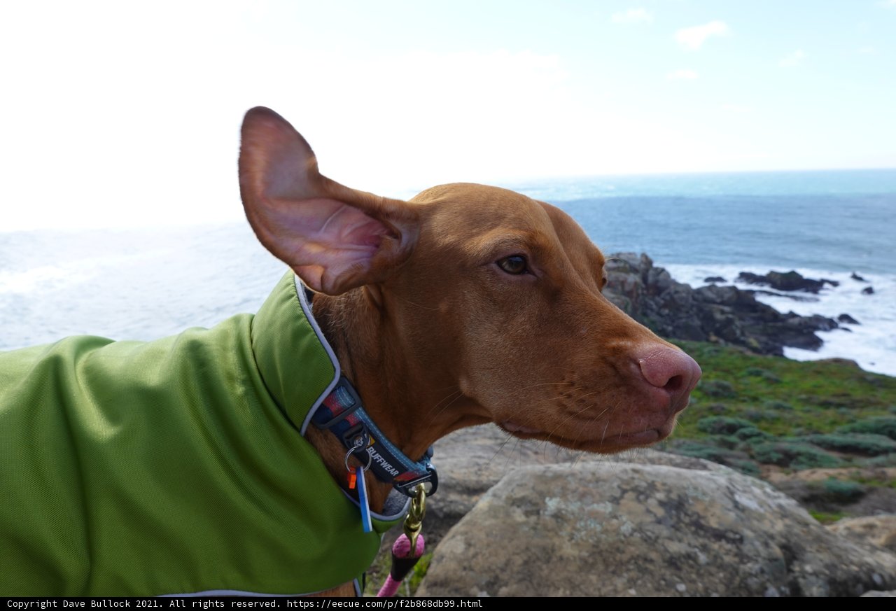 Green-Jacketed Vizsla on the Shoreline