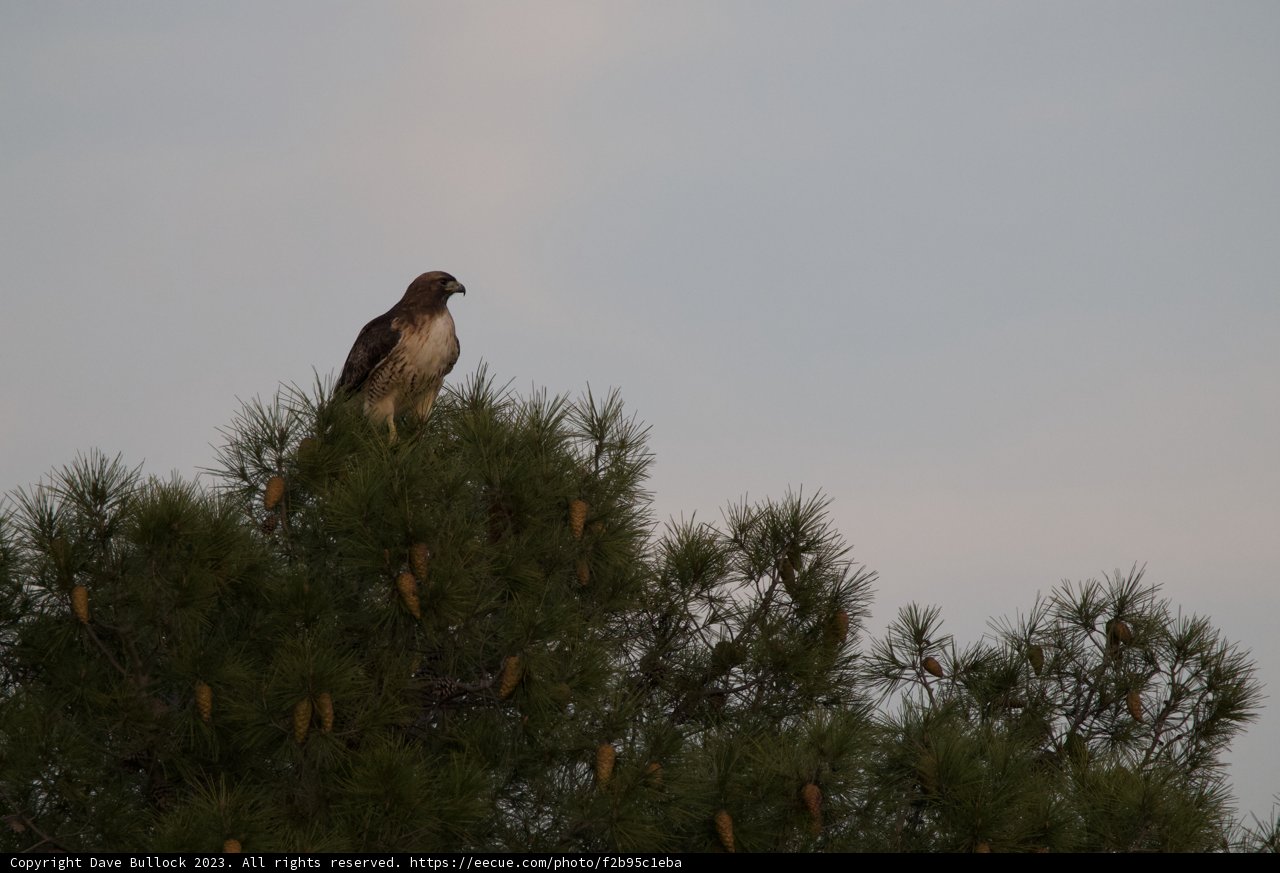 Majestic Hawk's Perch