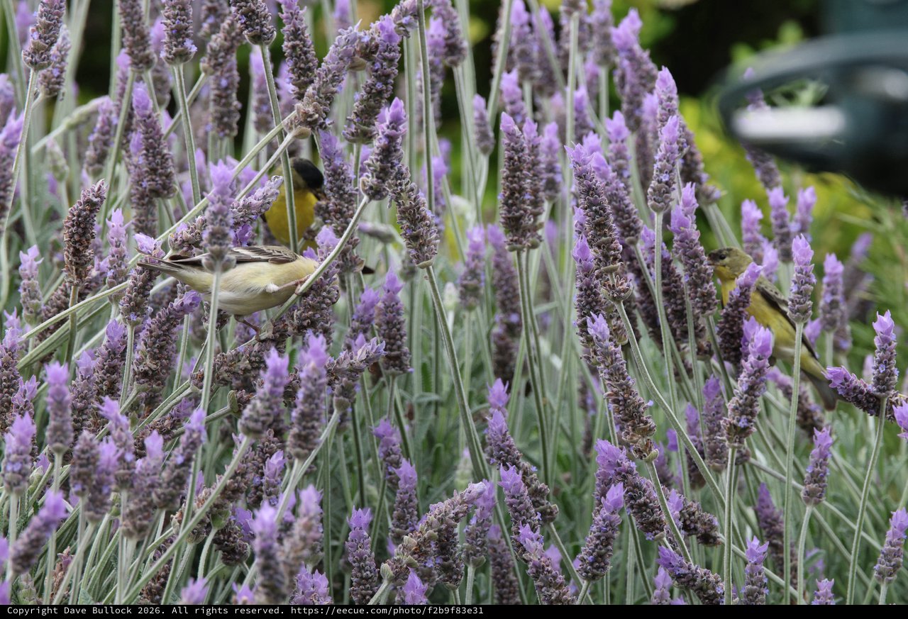 Small Bird Foraging Among Purple Lavender Flowers