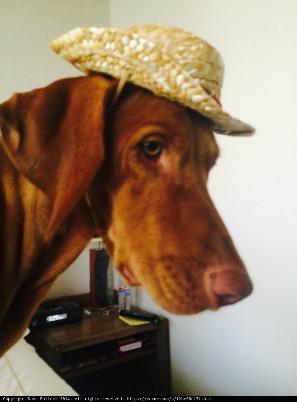 Stylish Hound in Santa Fe