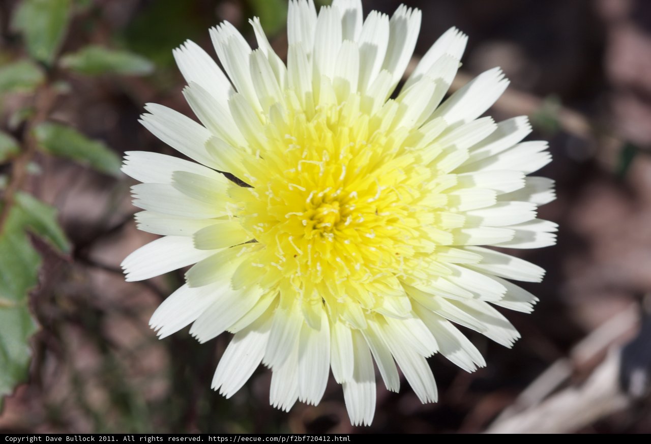 The Beautiful Daisy Flower