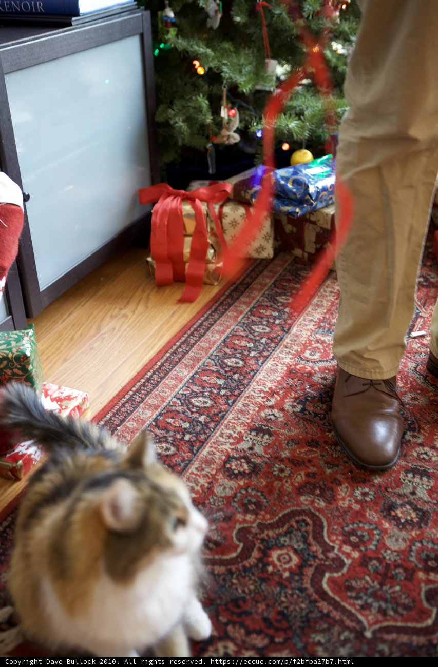 Cozy Christmas Cat