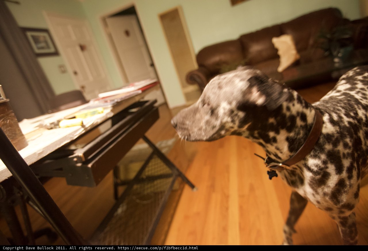 Curious Canine