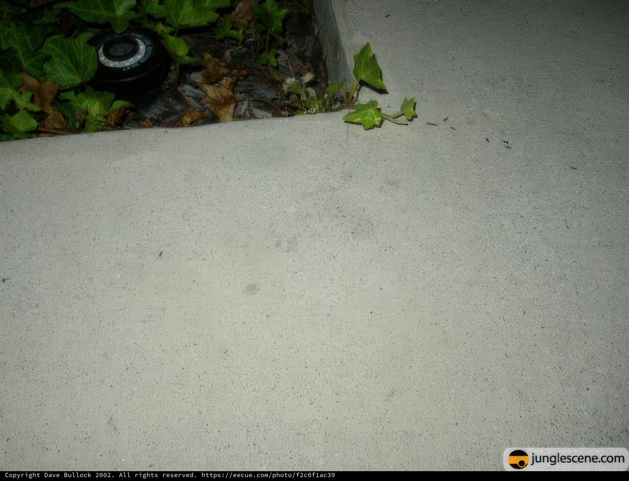 Green Growth on White Flooring