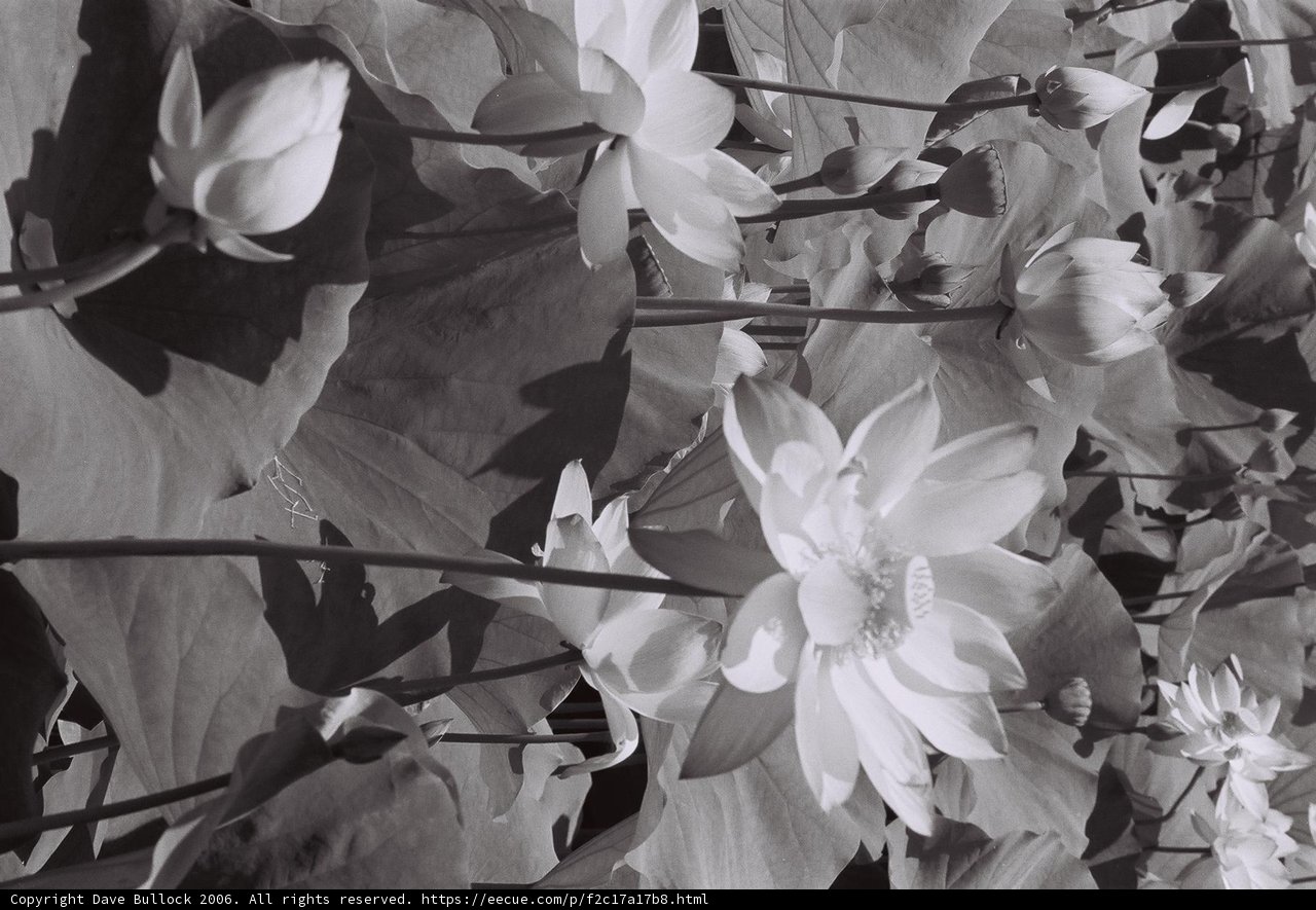 Lotus Blossoms in Black and White