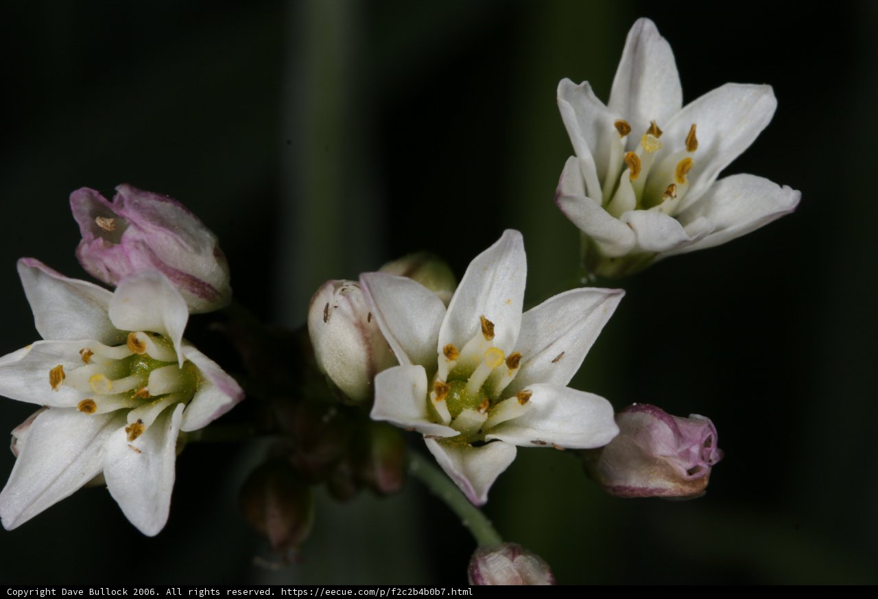 White Flowers with Green Stems