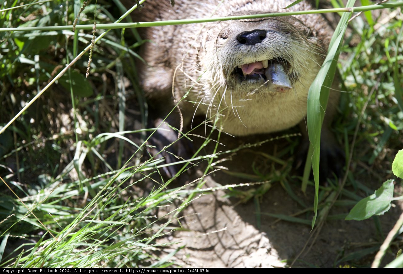 Curious Otter in the Wild