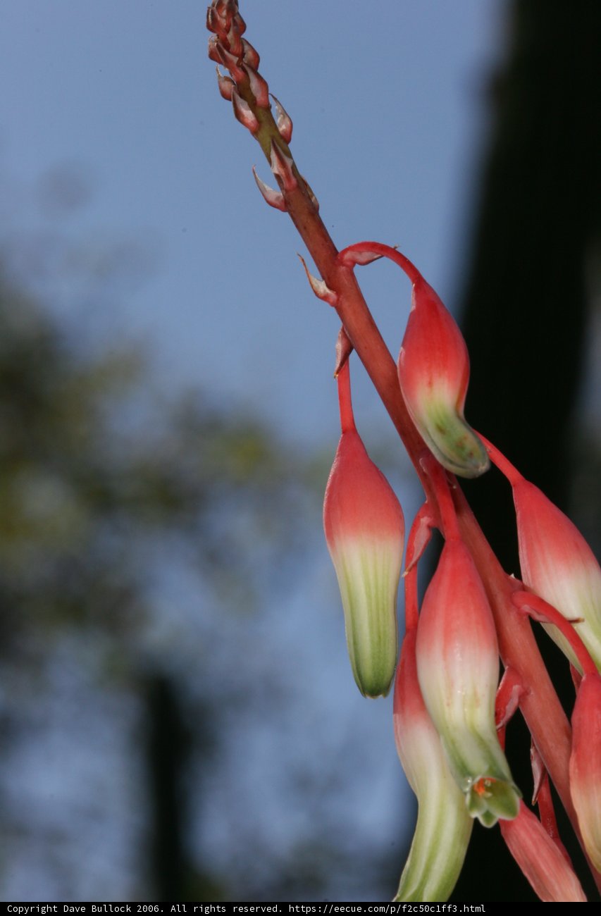 Red and Green Acanthaceae Flower