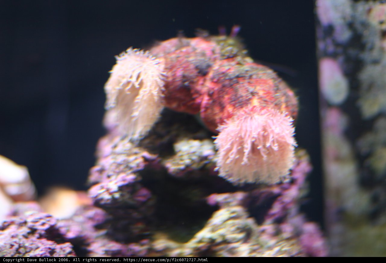 Pink Sea Anemone in a Coral Reef
