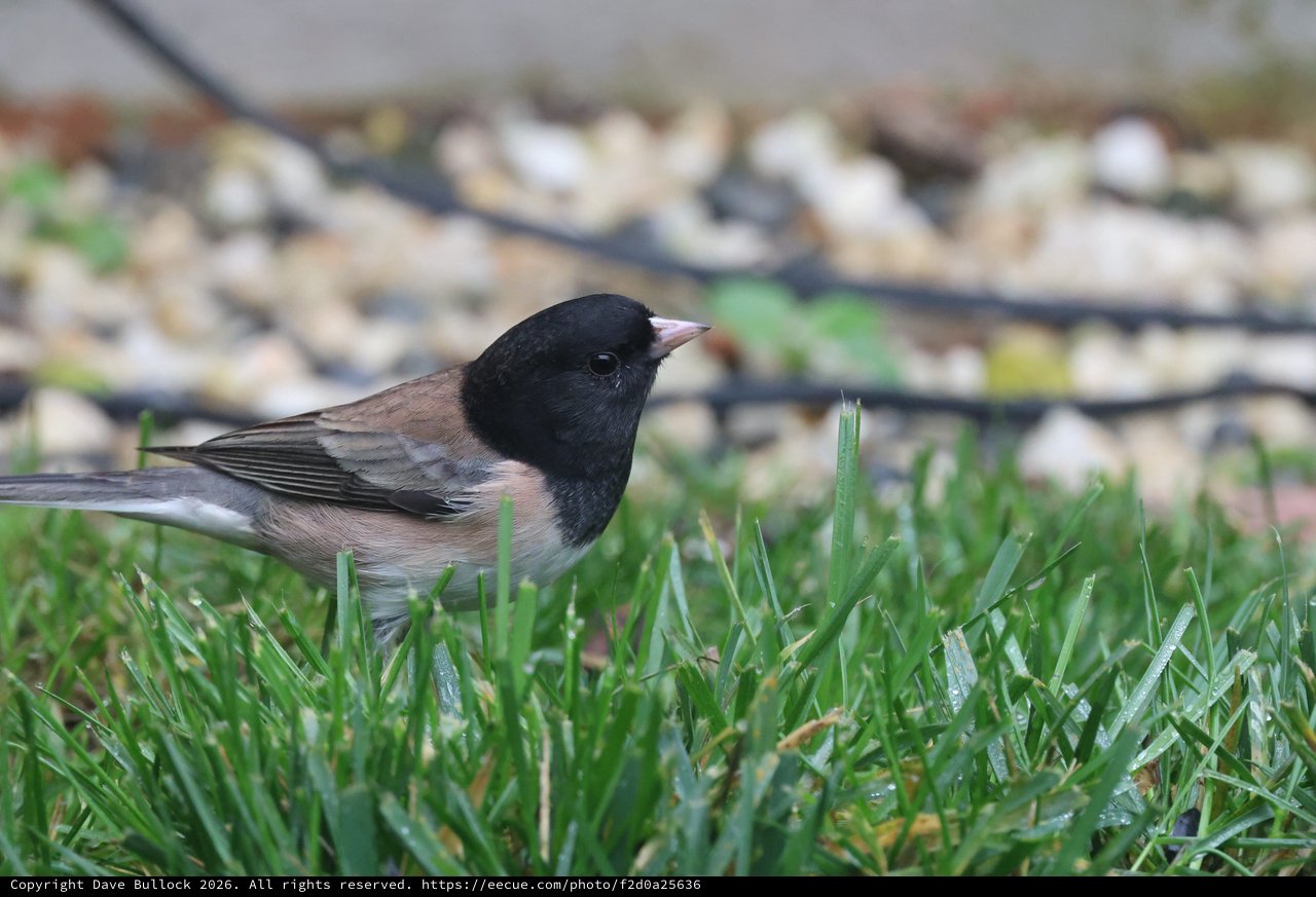 Dark-eyed Junco Foraging on Wet Lawn