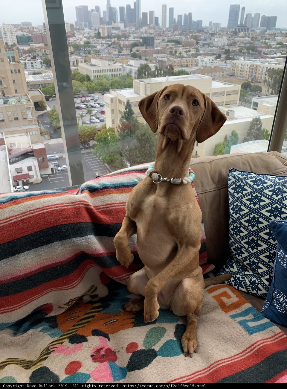 Cozy Dog on Cushioned Couch