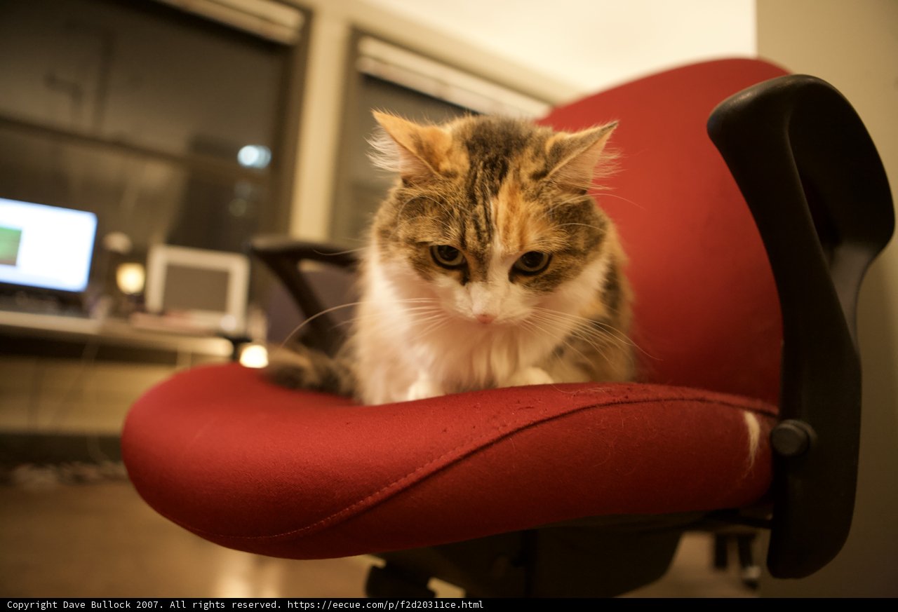 Feline Throne