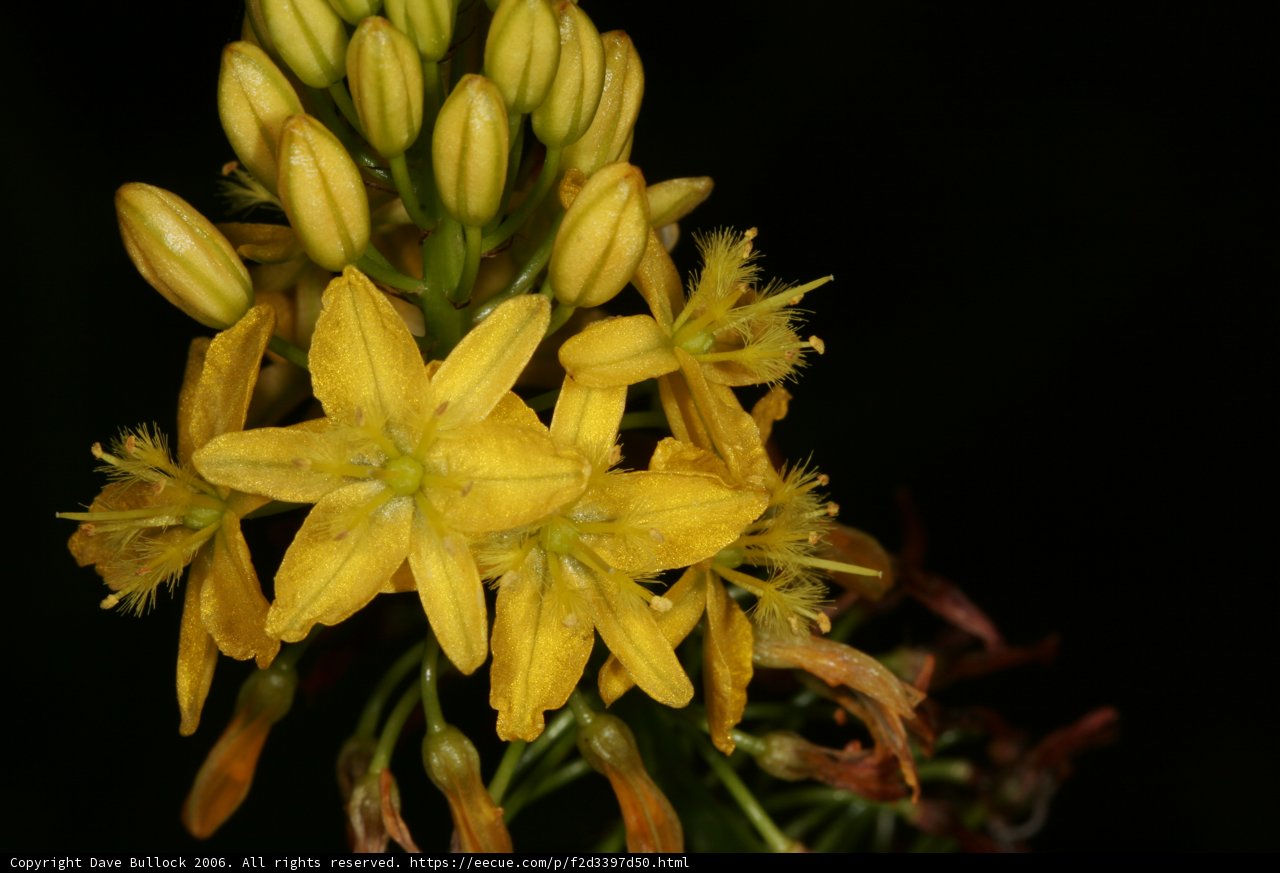 A Beautiful Yellow Flower