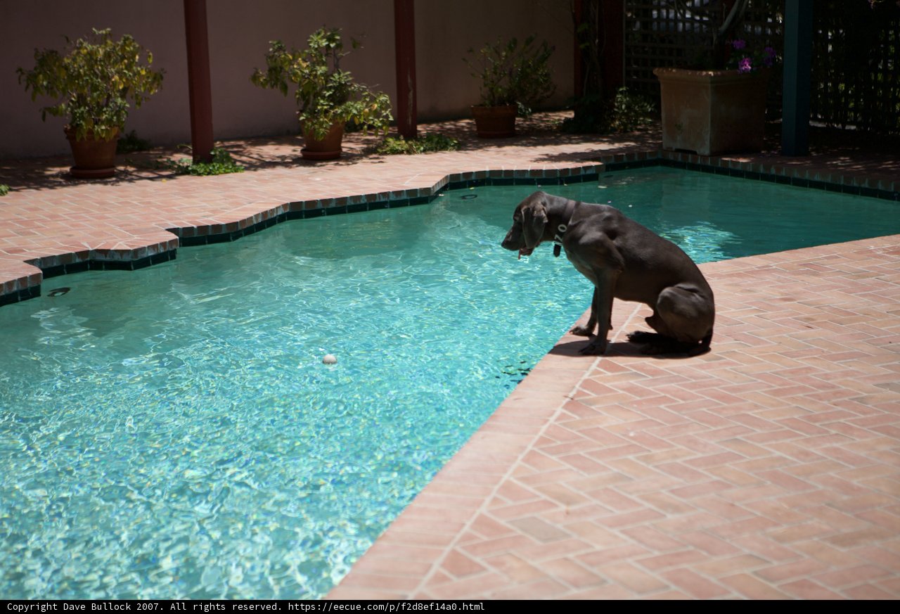 Poolside Pooch