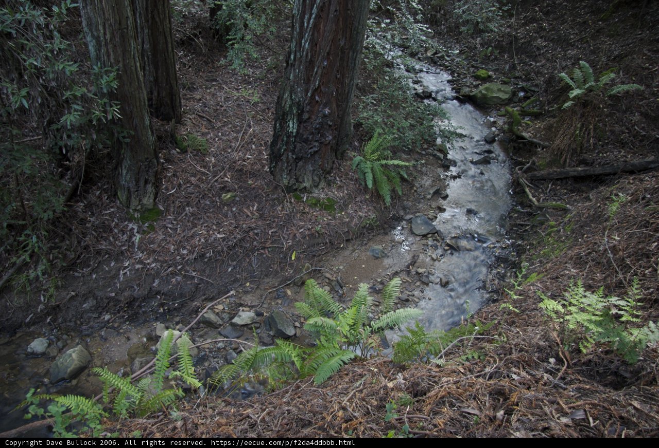 Serene Stream in the Heart of the Forest