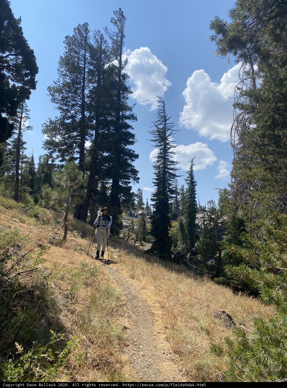Walking Amongst the Lush Grove