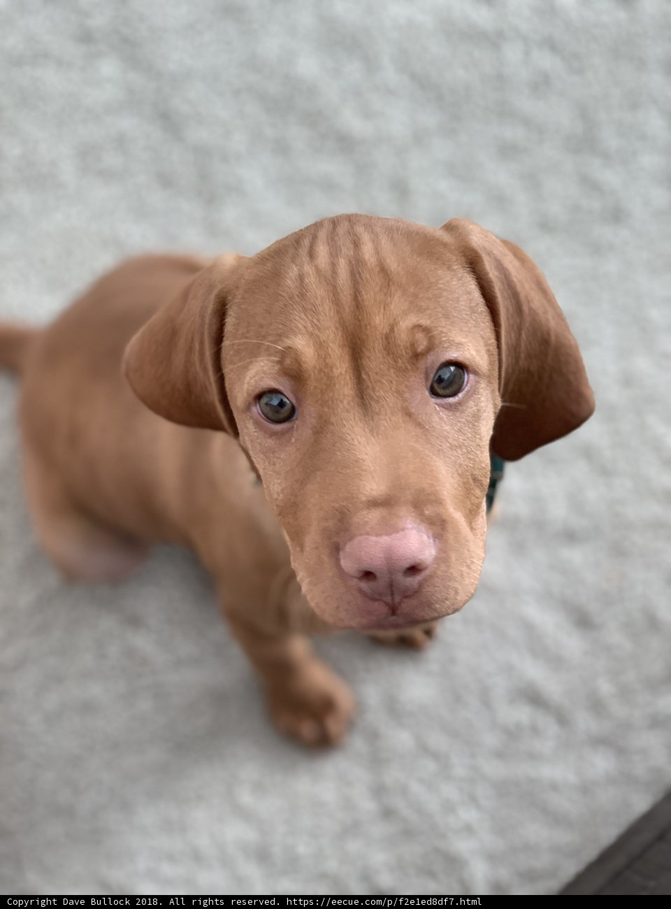 Adorable Vizsla Puppy Begging for Attention
