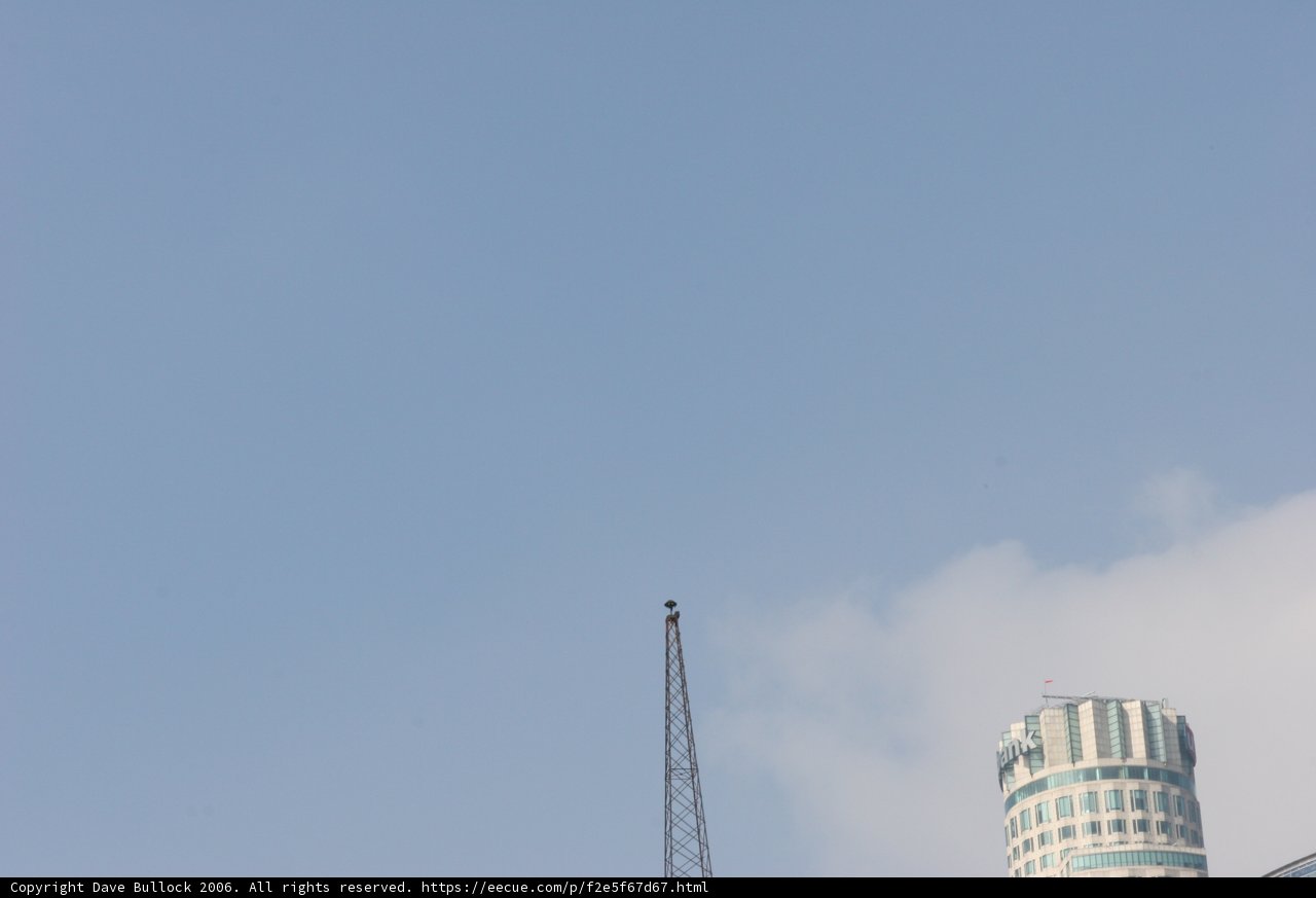 Flight Amidst the Cityscape
