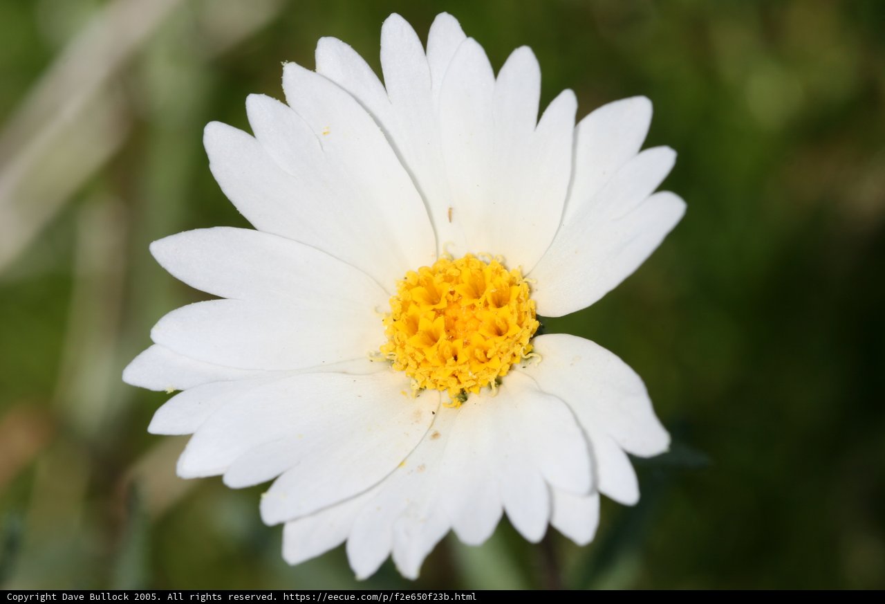 Sunny Side Up