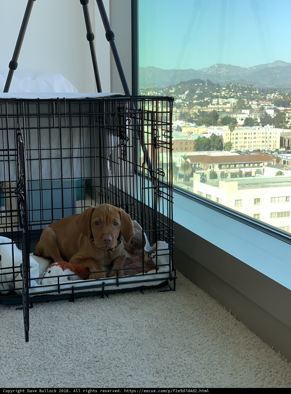 Crated Canine on the Hill