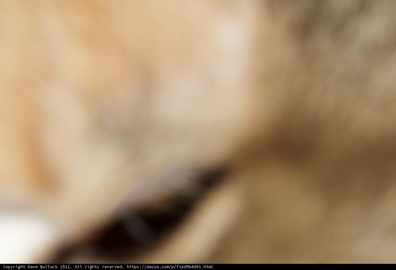 Furry Friend's Fascinating Eye